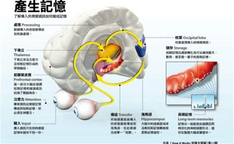 海馬迴作用|香港大學科學家解開大腦謎團的重大突破 揭示重要腦。